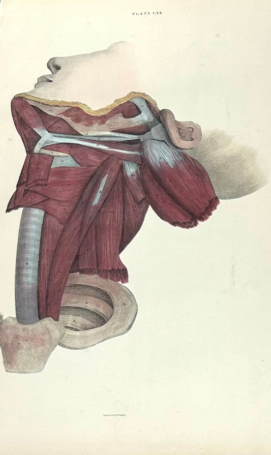 Lizars Anatomical Drawing / Plate LXX Left Side Face/Neck