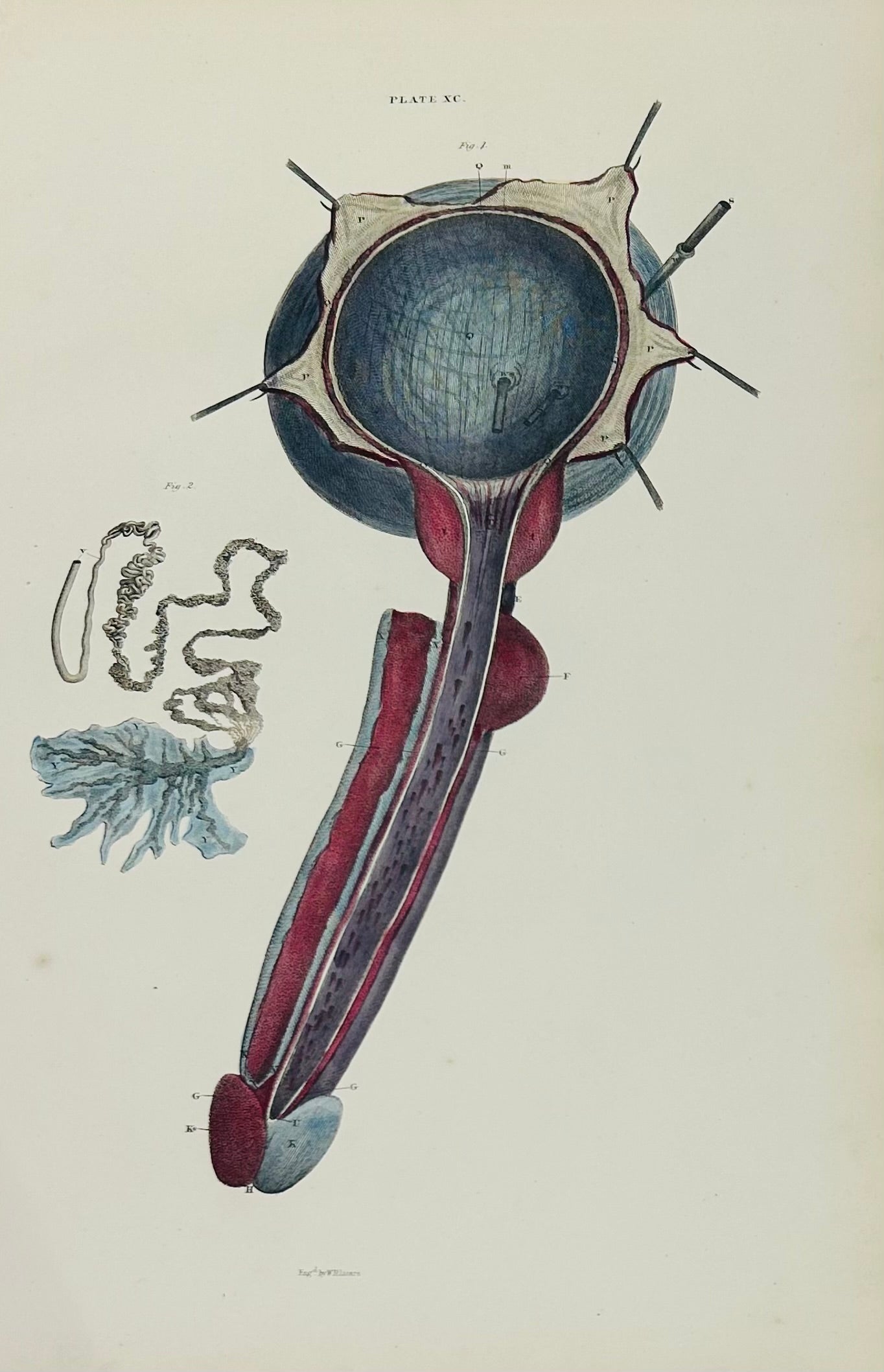 Lizars Anatomical Drawing Plate XC - Human Male Reproductive Anatomy Original 19th Century Illustration Penis & Testicles