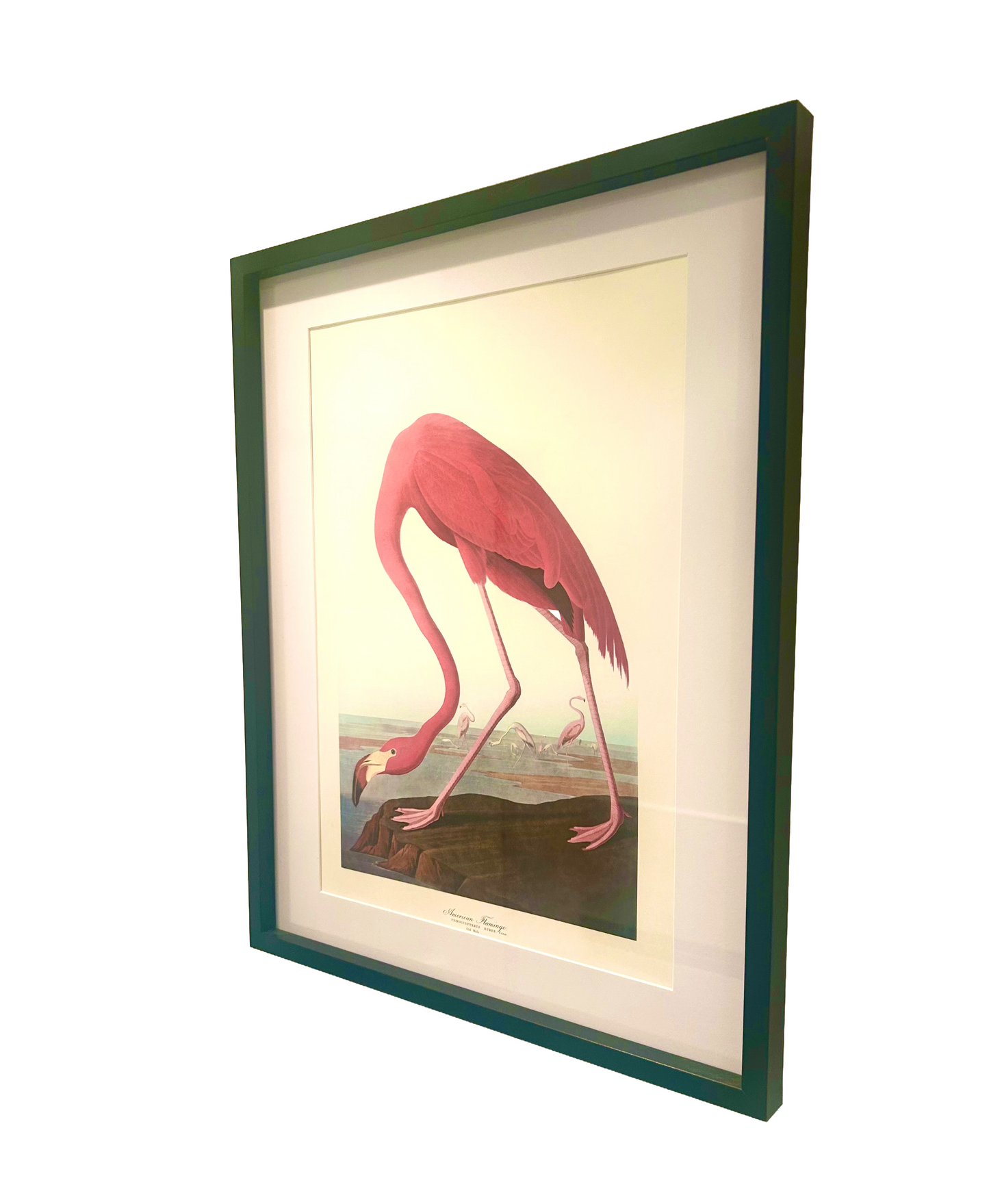 Audubon Vintage-Lithografie von 1964 – Amerikanischer Flamingo Rosa 