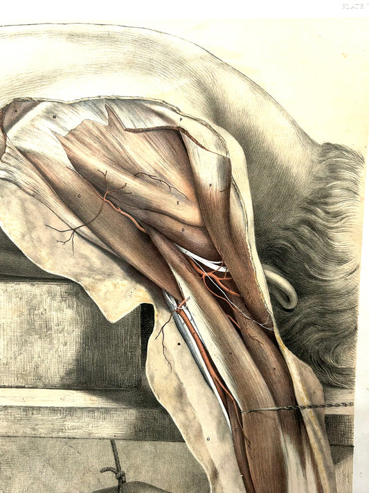 Victorian Anatomical Drawing 1863 by Ford – Antique Medical Illustration Plate VI / Arteries of the Arm & Shoulder