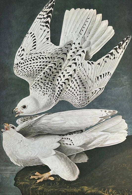 Audubon Icelander Falcon - 1964 Elephant Folio Edition, Oversized Heritage Print Vintage 1964 - Birds of America
