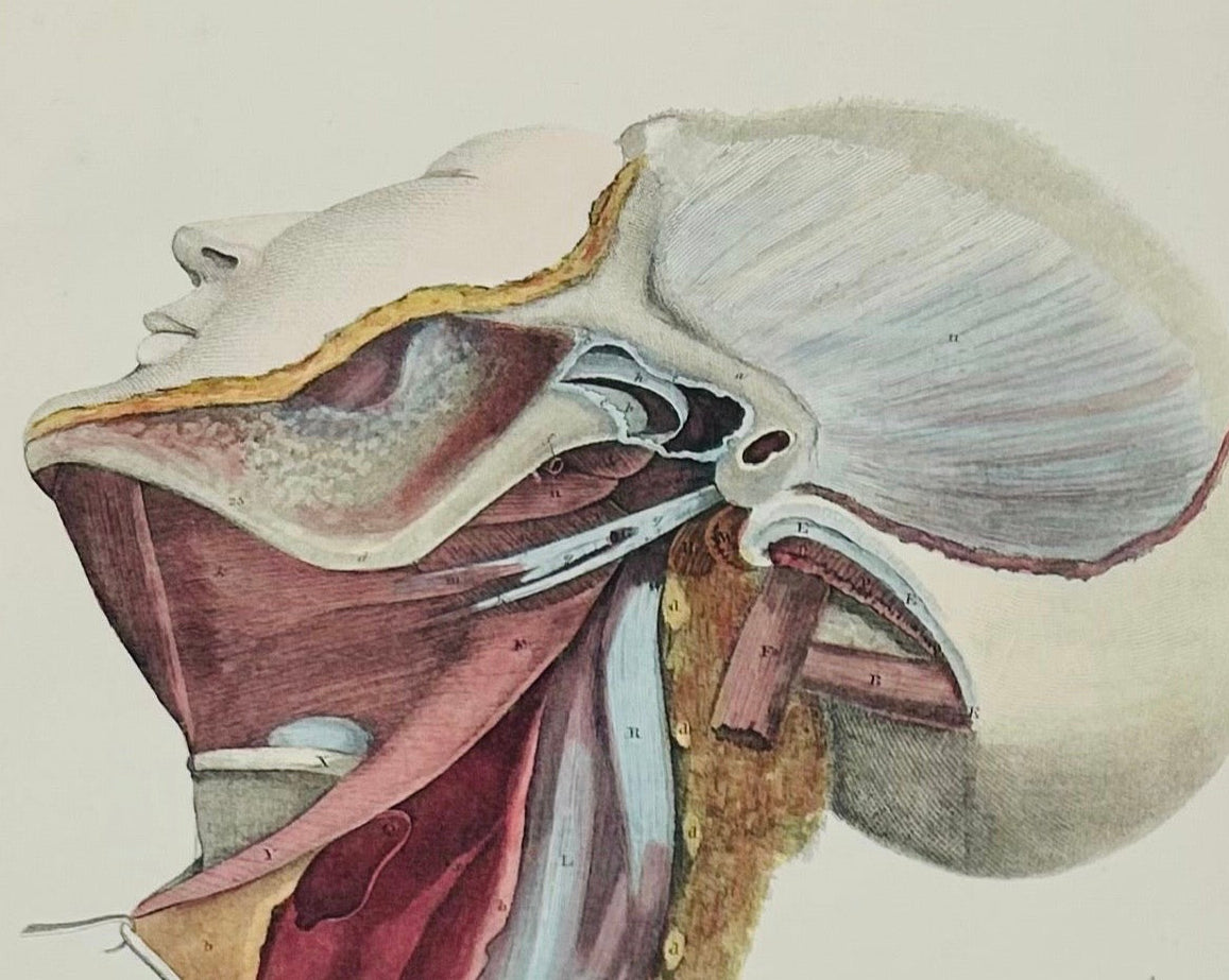 Anatomische Zeichnung von Eidechsen / Gehirn / Schädelplatte LXXX - ORIGINAL