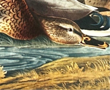 Audubon Mallard Duck– 1964 Elephant Folio Edition, Oversized Heritage Print Vintage 1964 - Birds of America