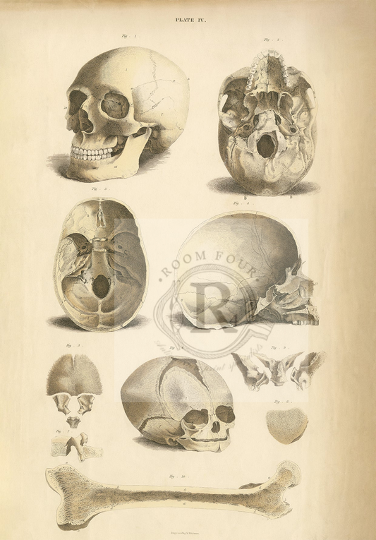 Vintage Human Skull Anatomy – Lizars Plate IV | 19th Century Medical Illustration Digital Print