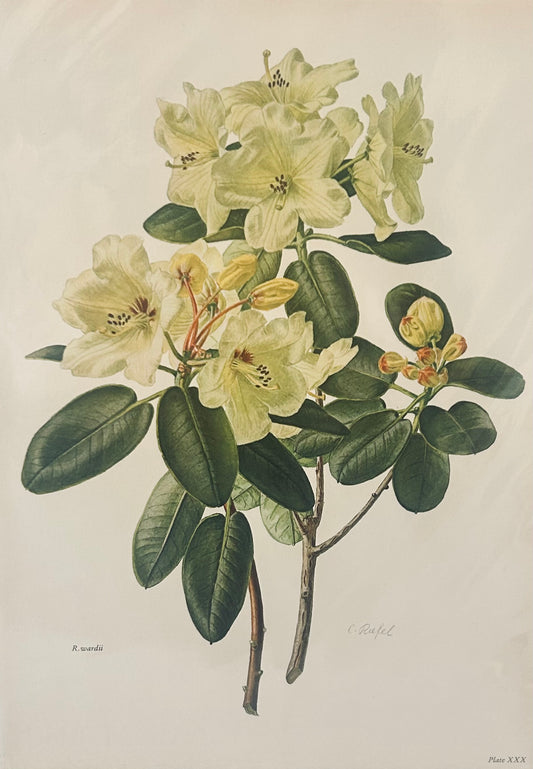 Elizabeth Cameron Rhododendron ‘R. Wardii’ Print | Allangrange Botanical Plate | Italian Printed Limited Edition - Yellow
