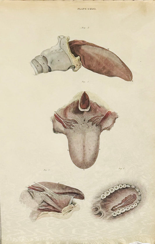 Antique anatomical illustration labeled “PLATE LXXVI” showing five detailed dissections of the human tongue and oral structures.