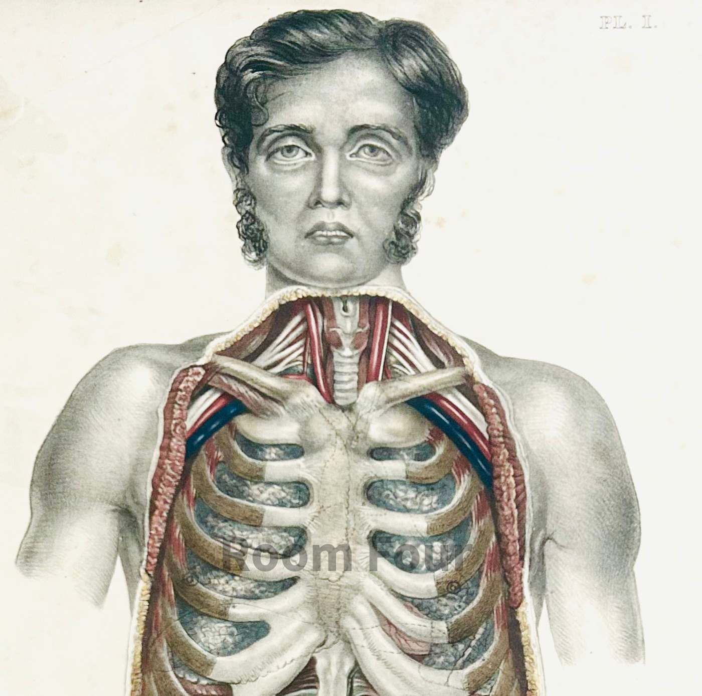 Sibson Anatomical Drawing – Original 19th‑Century Surgical Dissection Illustration