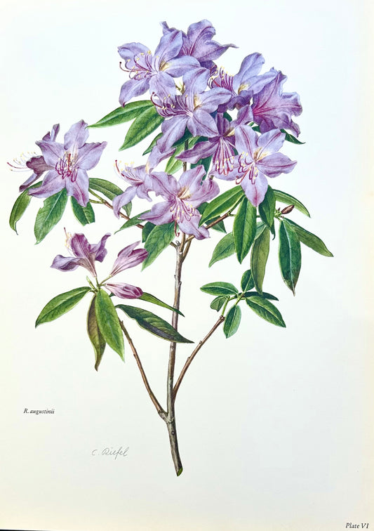 Rhododendron Vintage Print | C. Riefel 1958 Floral -
