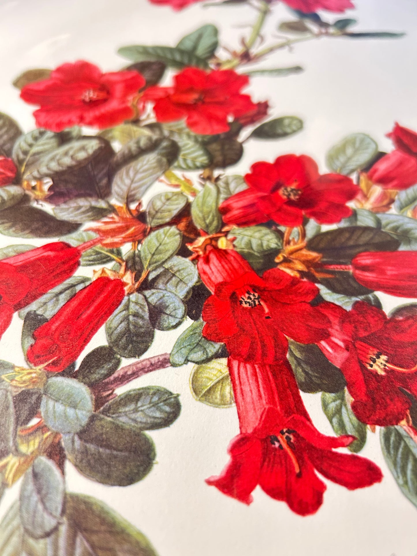 R forrestii and R chamae  - thomsonii