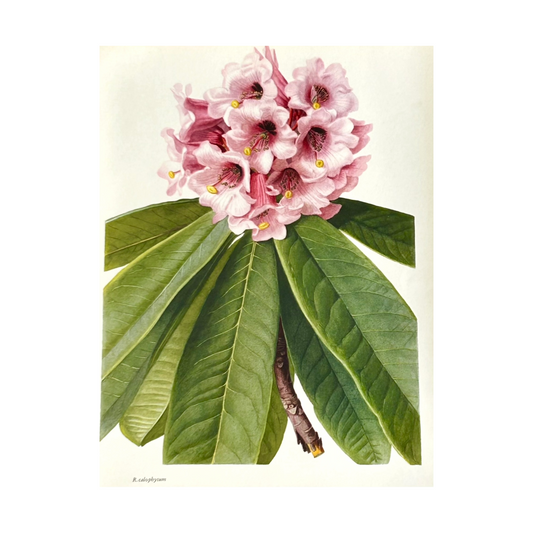 Rhododendron Vintage Print | C. Riefel 1958 Floral - Plate