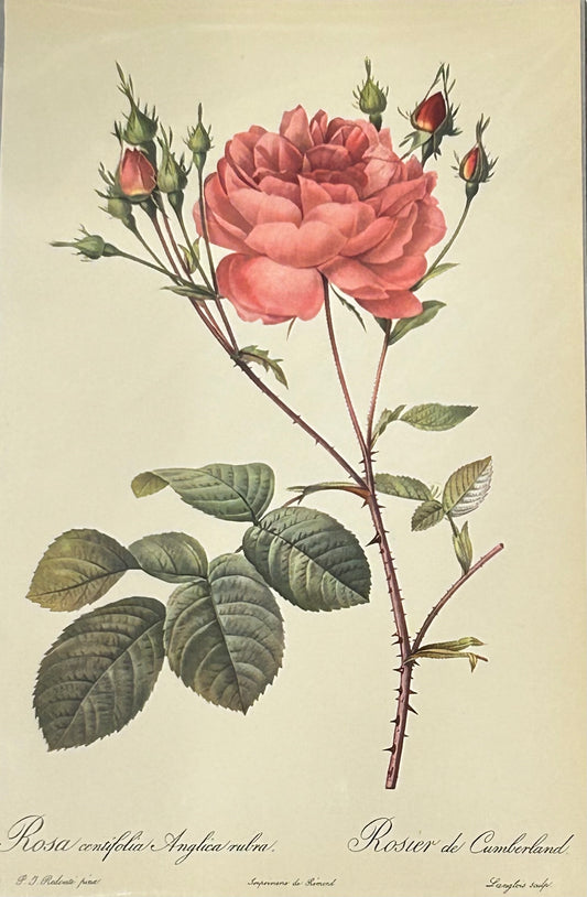 'Rosa Centifolia Anglica rubra - Vintage Wall Print Illustration - Redoute Pink Roses