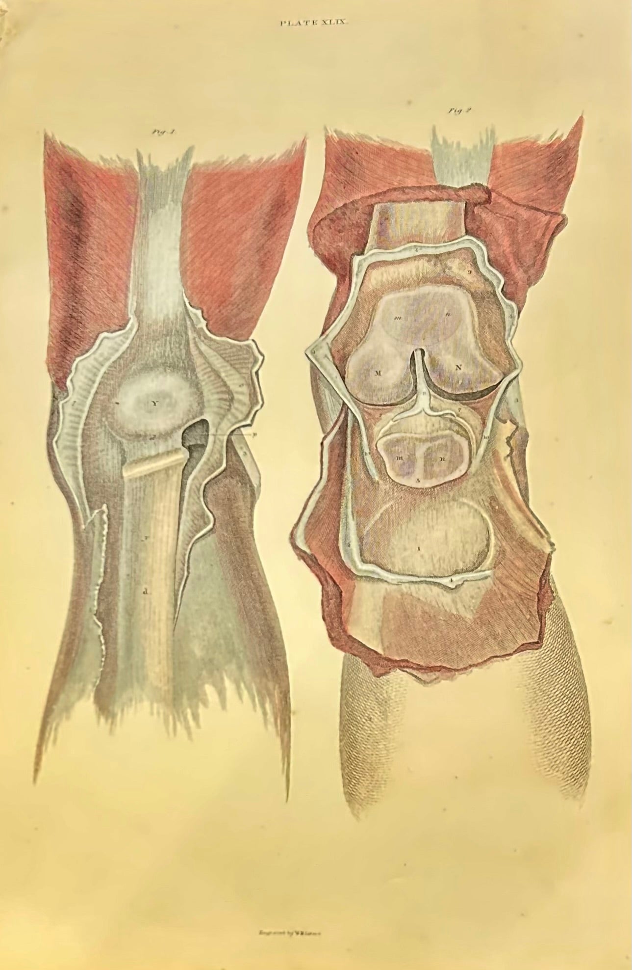 RARE Lizars Anatomical Plate Knee Joint Dissection Plate XLIX – 19th Century Hand-Coloured Original Antique Medical Print