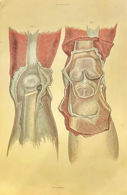 RARE Lizars Anatomical Plate Knee Joint Dissection Plate XLIX – 19th Century Hand-Coloured Original Antique Medical Print