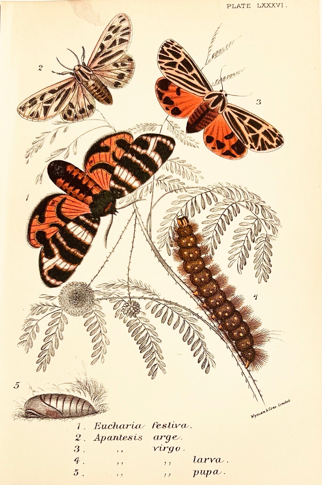 Victorian Butterfly & Moth Book Plate Print (Unframed), 19th Century