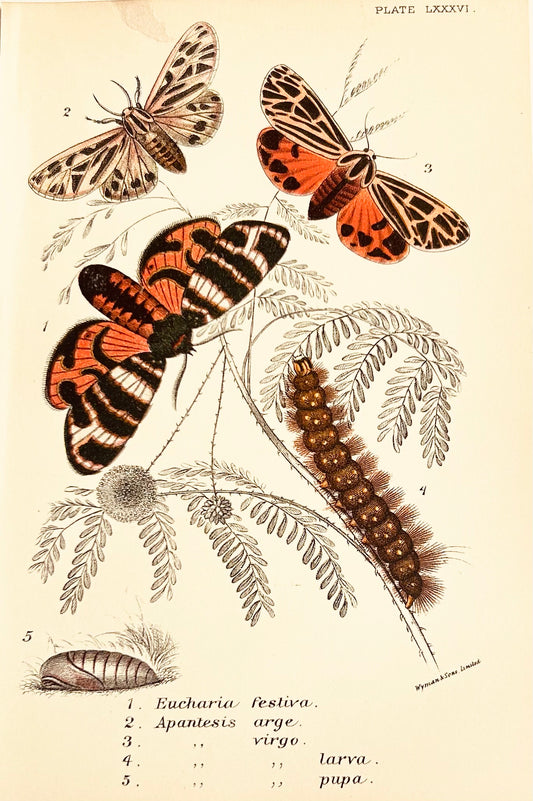 Victorian Butterfly & Moth Book Plate Print (Unframed), 19th Century