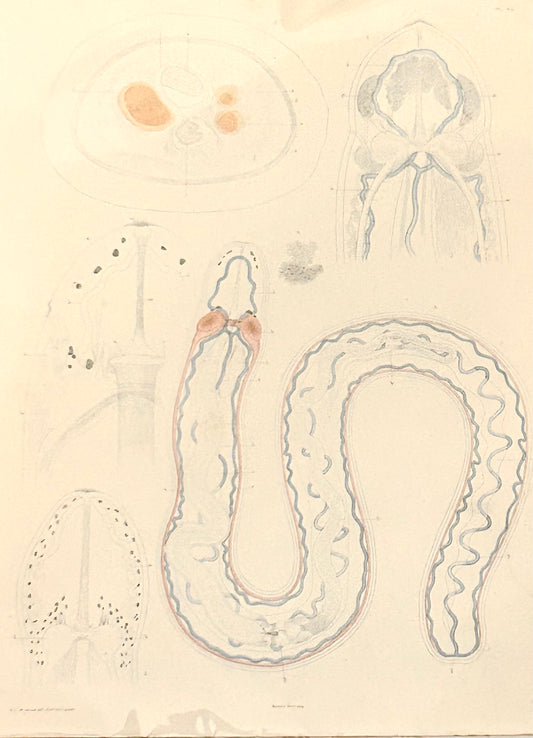 Worm Morphology