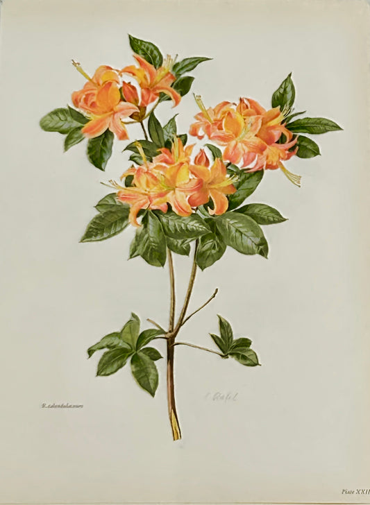 Rhododendron Vintage Print | C. Riefel 1958 Floral - R Calendulaceum Plate XXIII - Orange