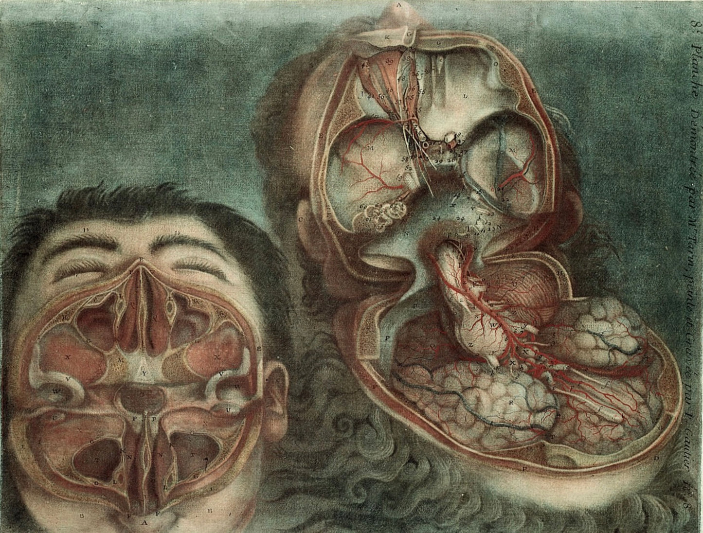 Vintage Anatomy Wall Art – d’Agoty Head & Brain Dissection A4 Print medical wall art