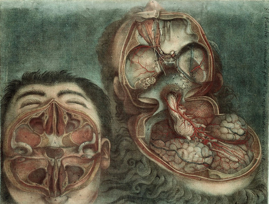 Vintage Anatomy Wall Art – d’Agoty Head & Brain Dissection A4 Print medical wall art