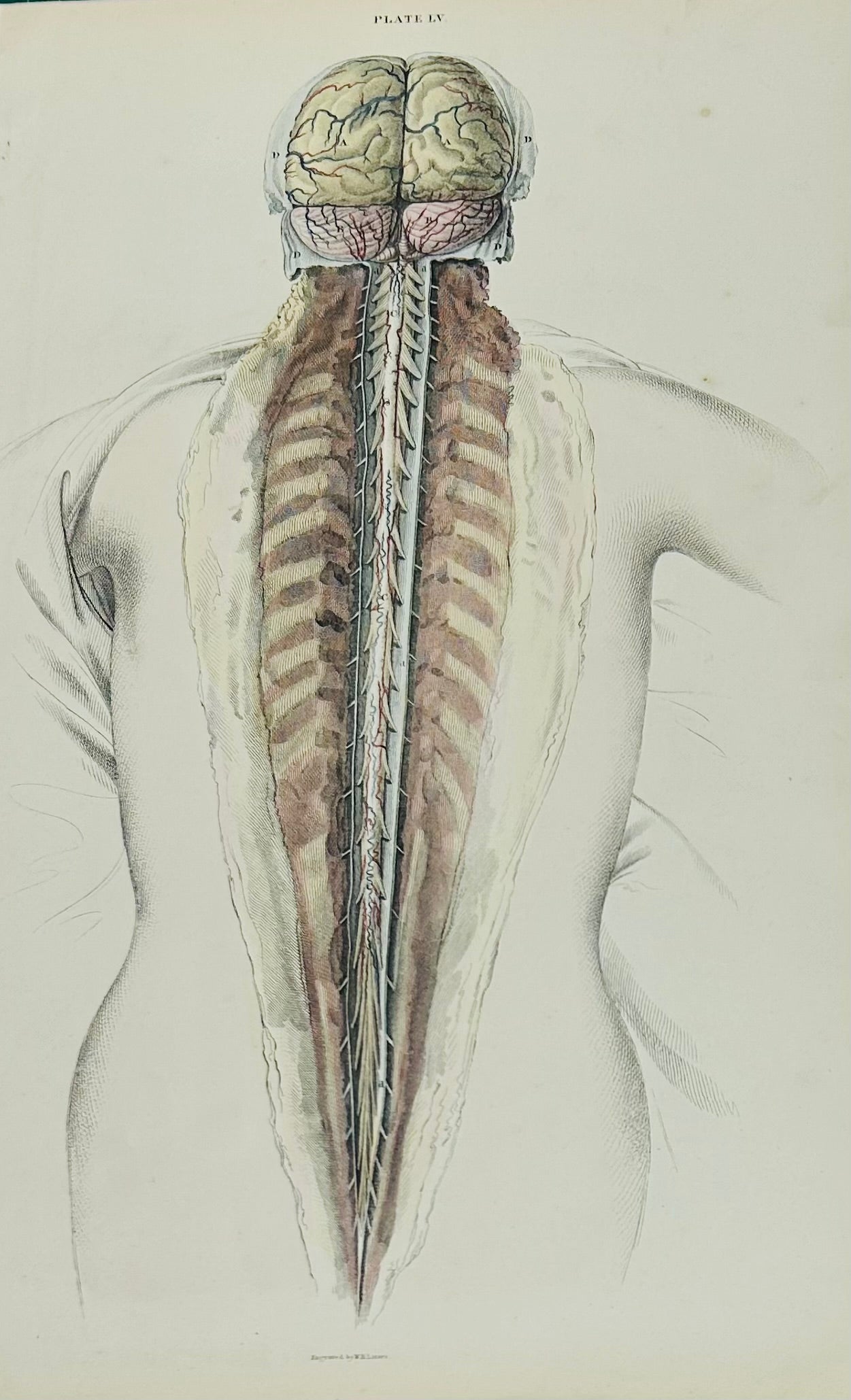Lizars Anatomical Drawing Brain & Spine - early anatomy 19th century  - plate LV  - ORIGINAL