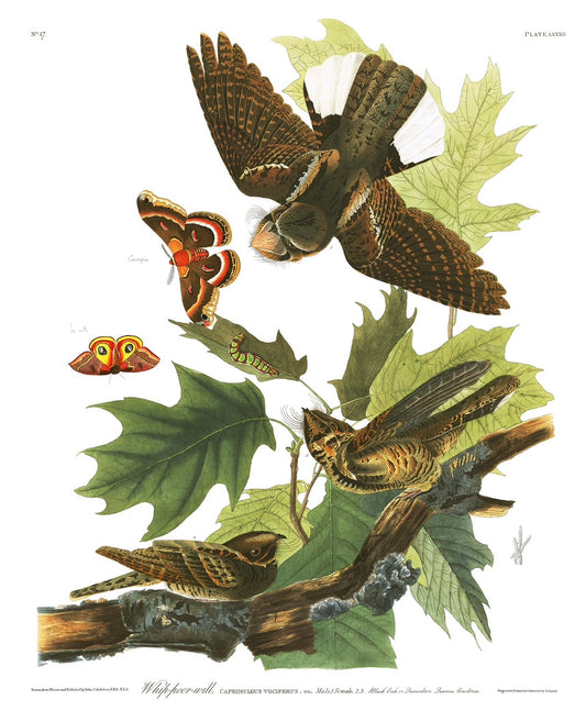 Audubon Whipoorwill -  Vintage 1964  Lithographic Bird Print