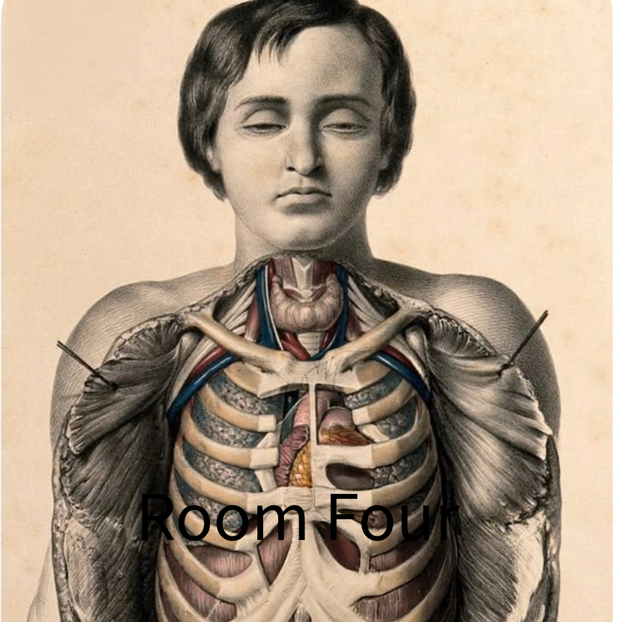 [Sibson] Victorian Medical Anatomy Print – Dissection Plate XX (1869) Original Lithograph 