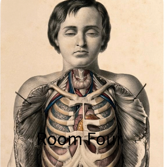 [Sibson] Victorian Medical Anatomy Print – Dissection Plate XX (1869) Original ChromoLithograph 