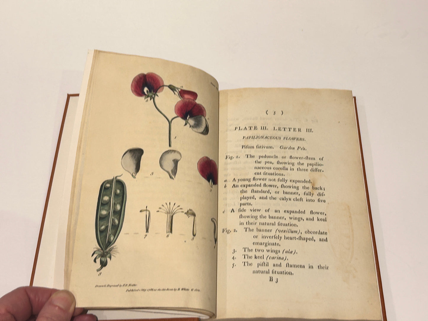 1799 Botanical Glossary by Thomas Martyn — Antique Linnaean Science Book 