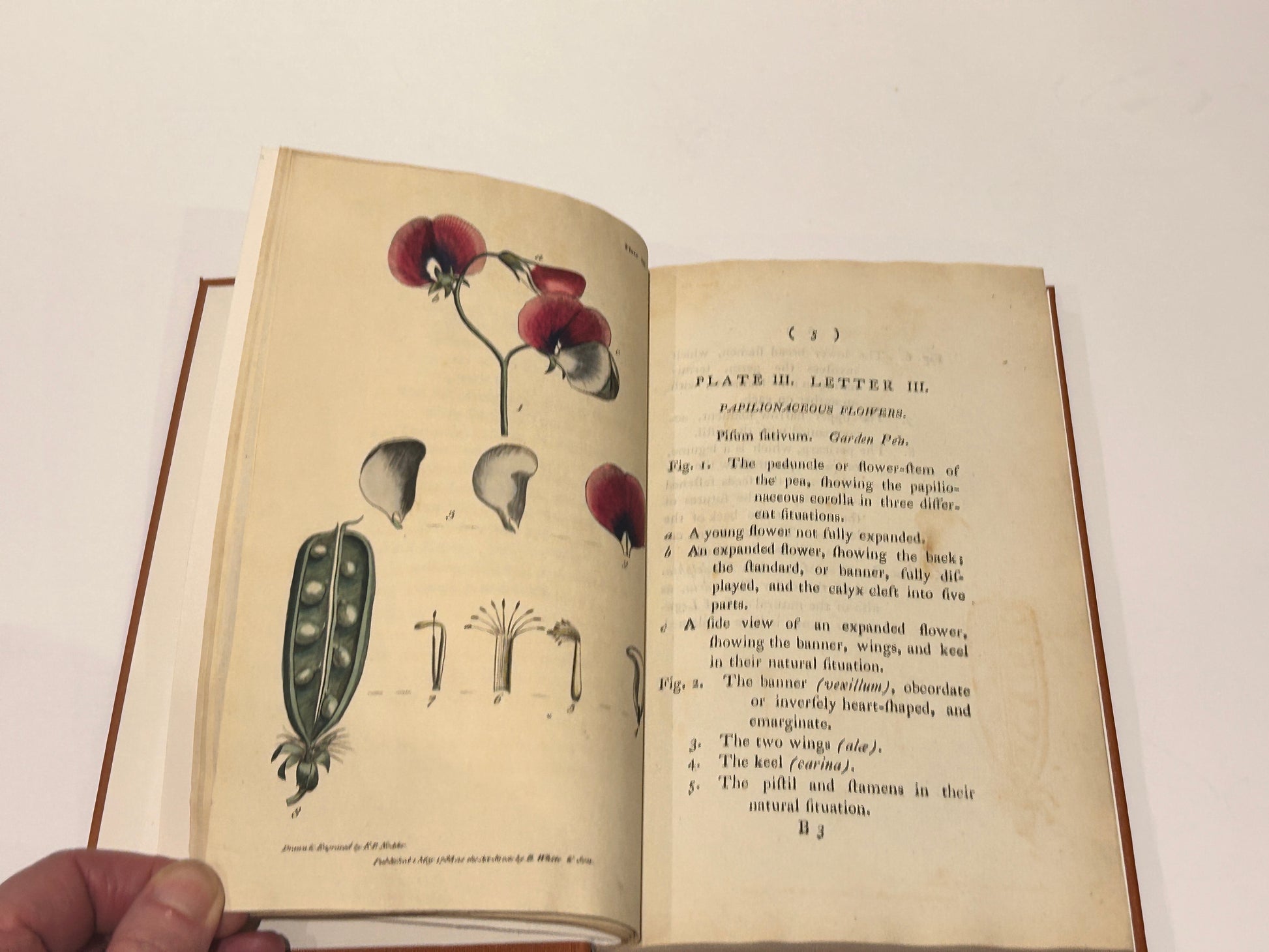 1799 Botanical Glossary by Thomas Martyn — Antique Linnaean Science Book 