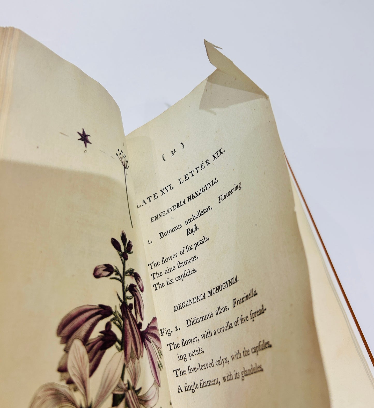 Botanisches Glossar von Thomas Martyn aus dem Jahr 1799 – Antikes wissenschaftliches Buch aus der Linnéschen Zeit (Neu gebunden)