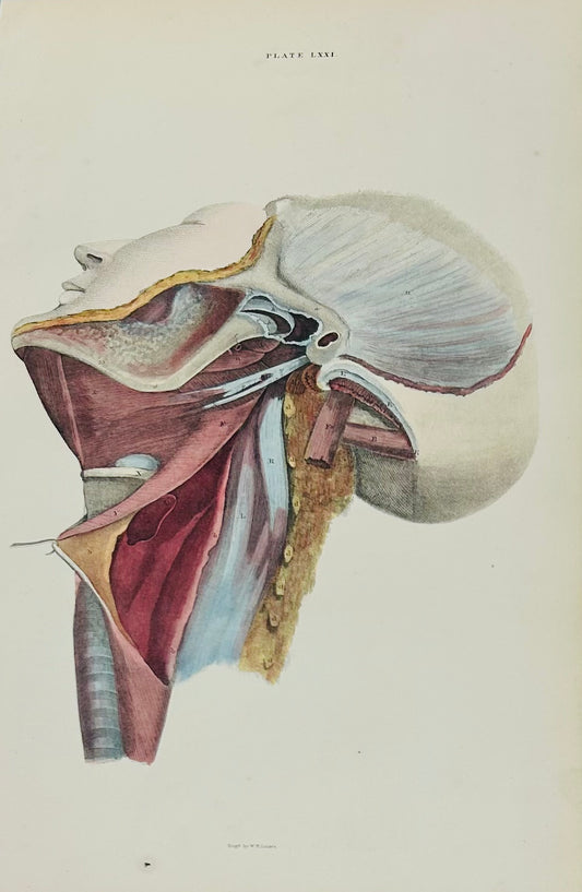 Lizars Antique Anatomical Engraving Head & Neck Structures Plate LXXI - Original 19th Century Illustration