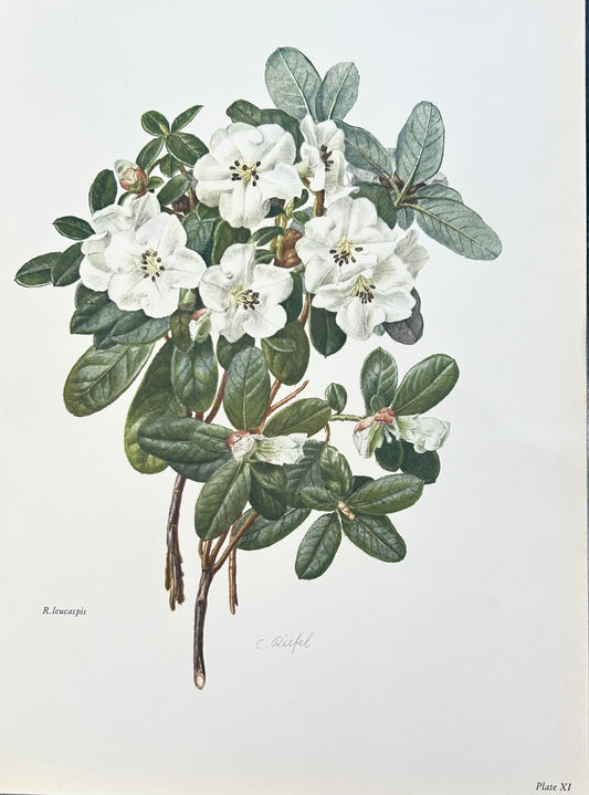 Rhododendron Vintage Print | C. Riefel 1958 Floral -