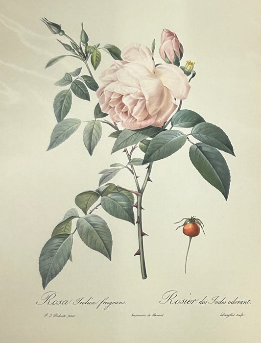 Pierre Redoute Roses 'Rosa Indica Fragrans" Pale Pink