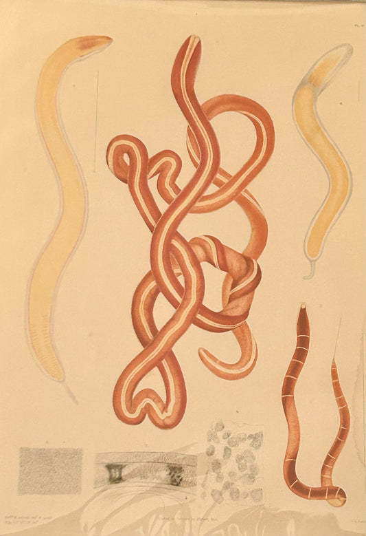 Worm Morphology