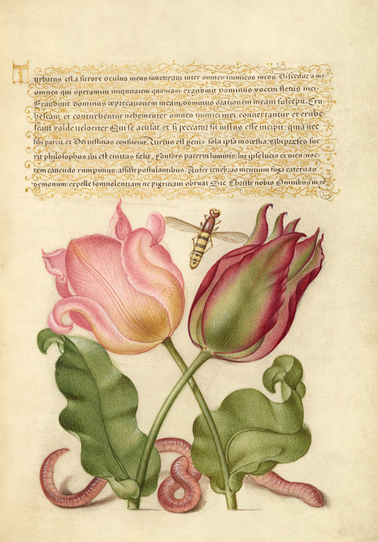 Antique Tulip & Worm Botanical Wall Art Print