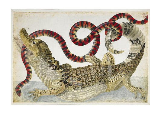 "Spectacled" Caiman Antique Print