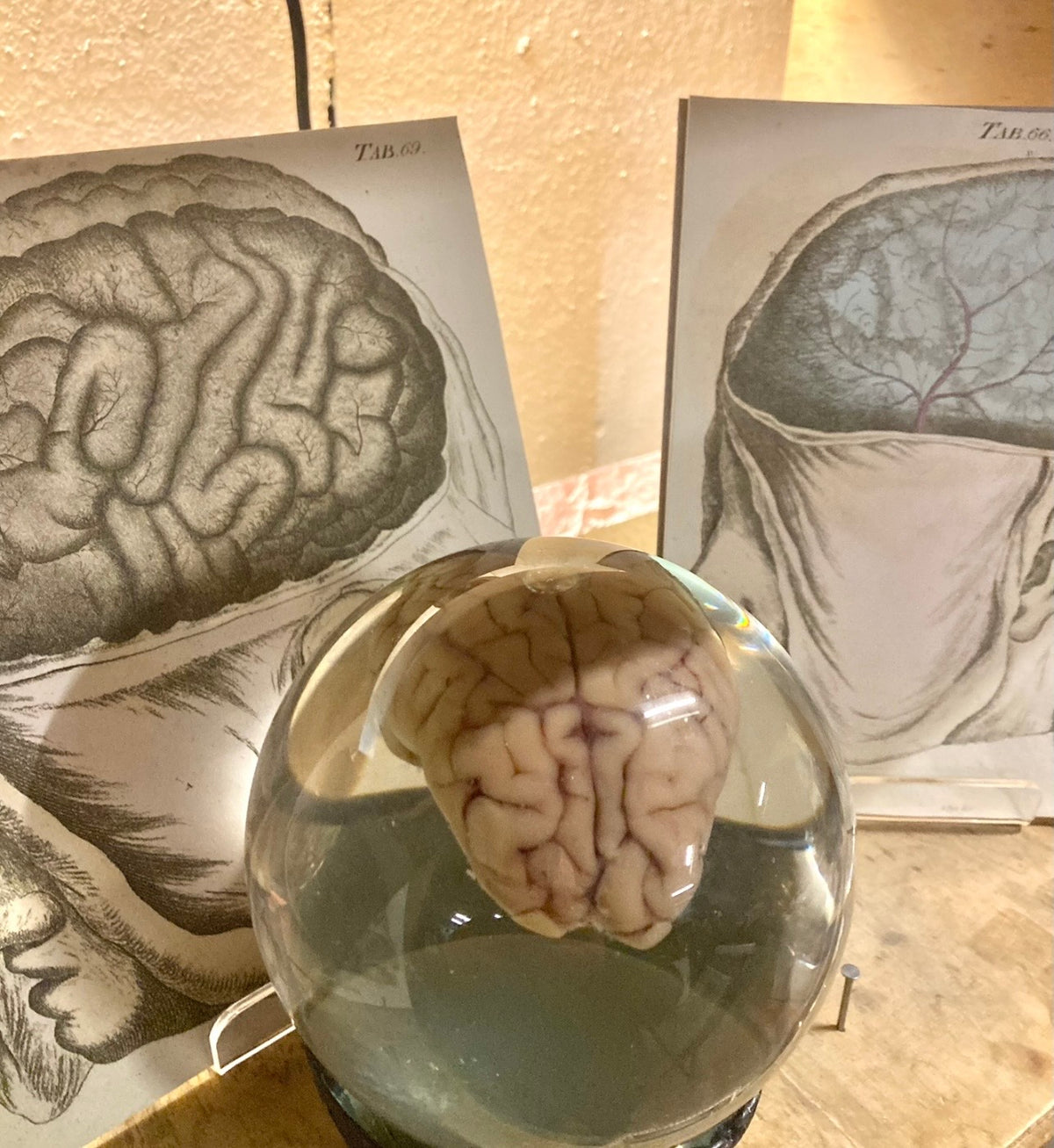 Preserved Animal Brain Specimen in Glass Orb | Taxidermy Curio POA