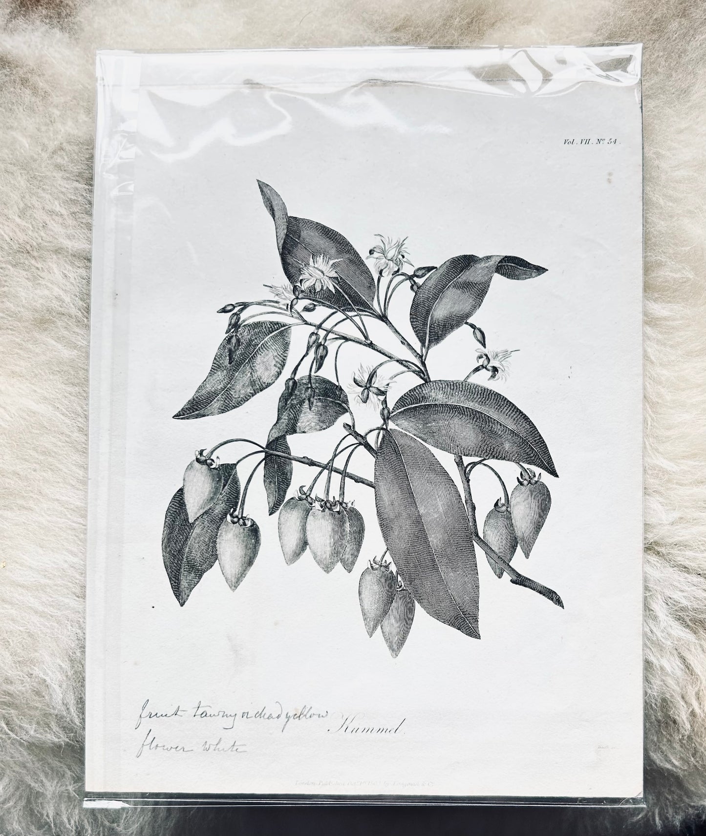 James Bruce Antique Botanical Prints – Black & White Plant Illustrations (Set of 4) - Published London, 1804