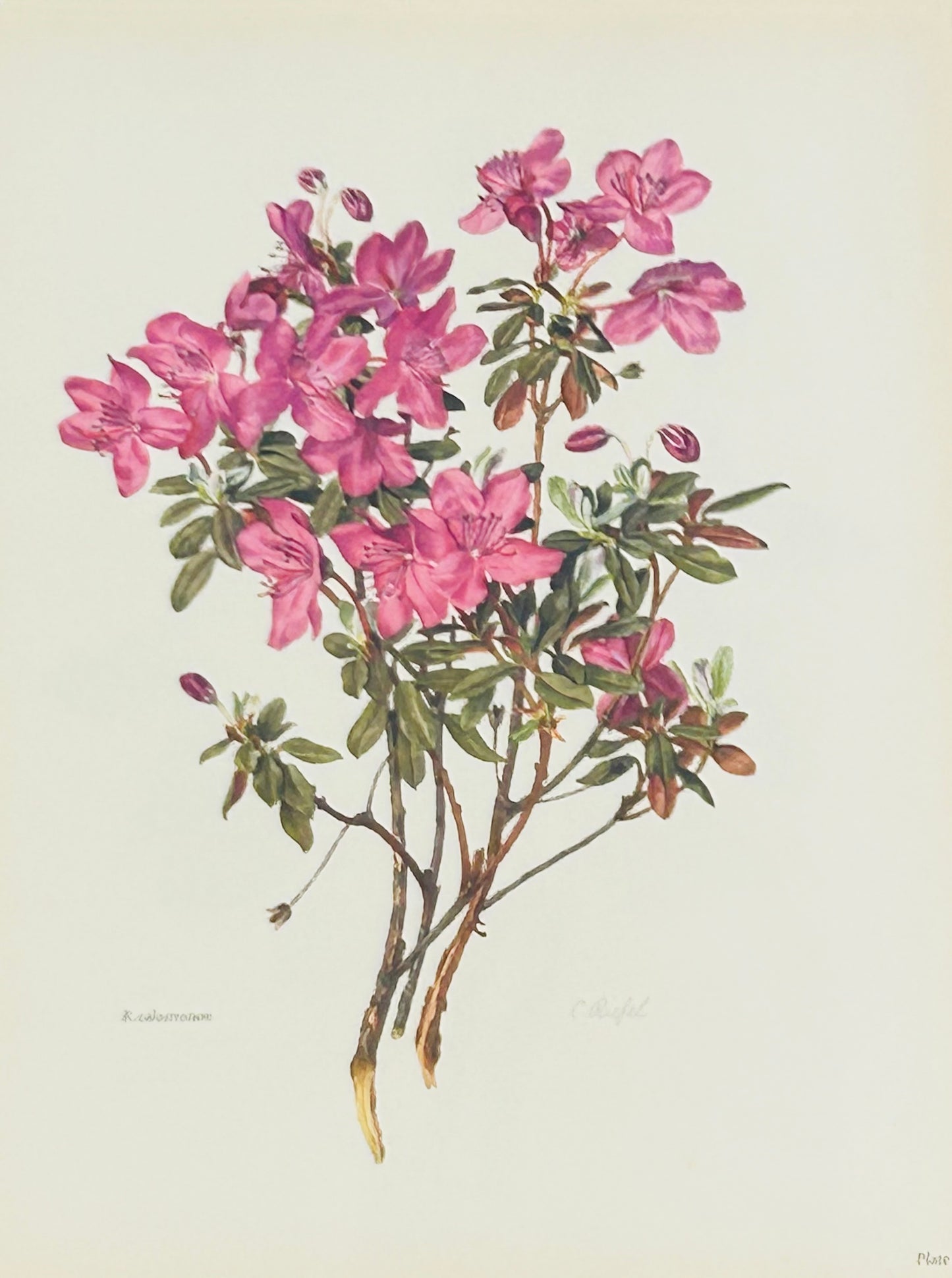 Rhododendron Vintage Print | C. Riefel 1958 Floral - - R Calostrotum Plate IX Pink
