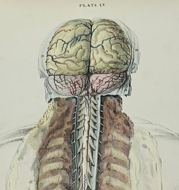 Frühe Anatomie – Tafel LVIII – ORIGINAL