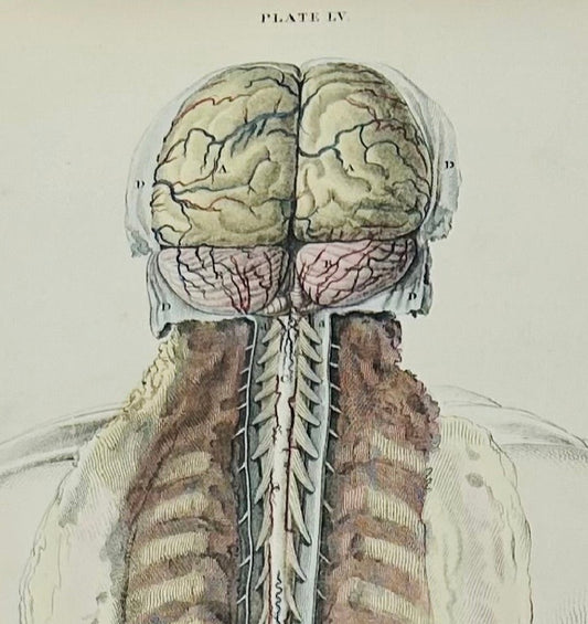 W. H. Lizars —  Brain/Spine  - Copperplate Engraving — Anatomical Print — 19th Century