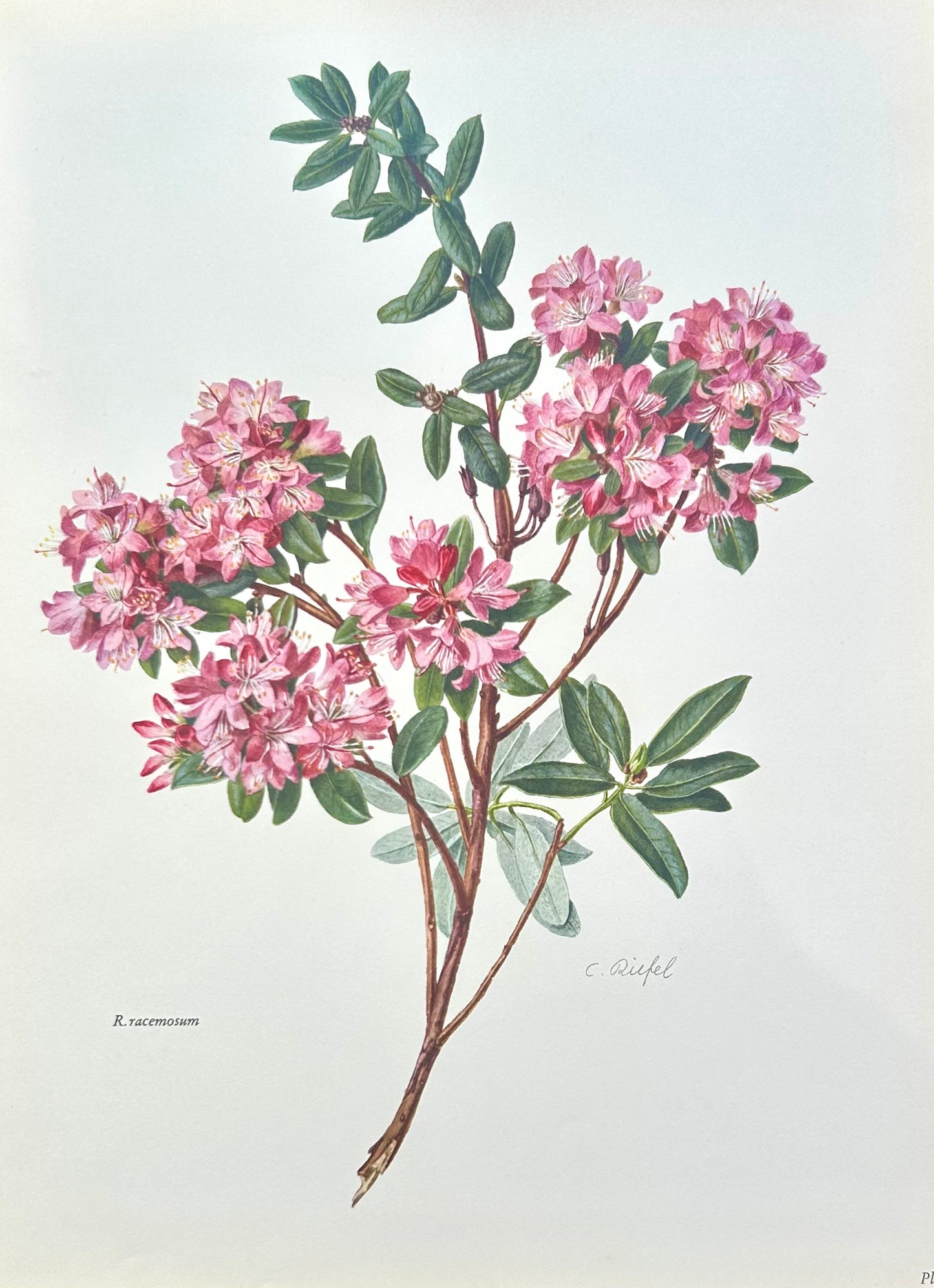 Rhododendron Vintage Print | C. Riefel 1958 Floral - R Racemosum Pink