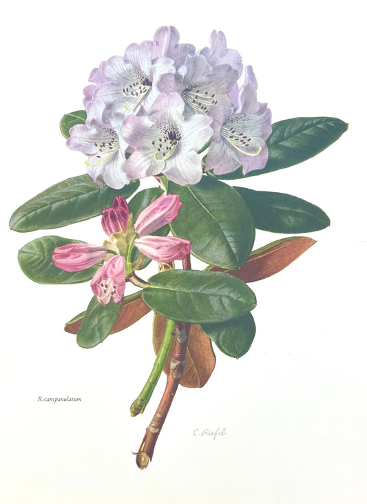 Rhododendron Vintage Print | C. Riefel 1958 Floral -