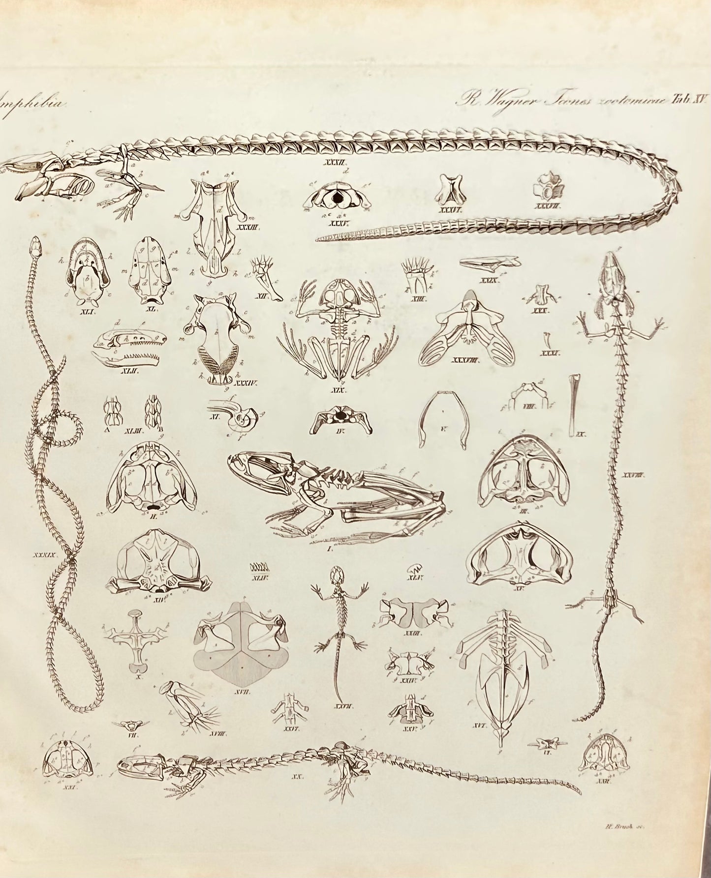 Amphibia Antique Zoology Engraving / 19th Century Anatomy Print by  Wagner Plate XV