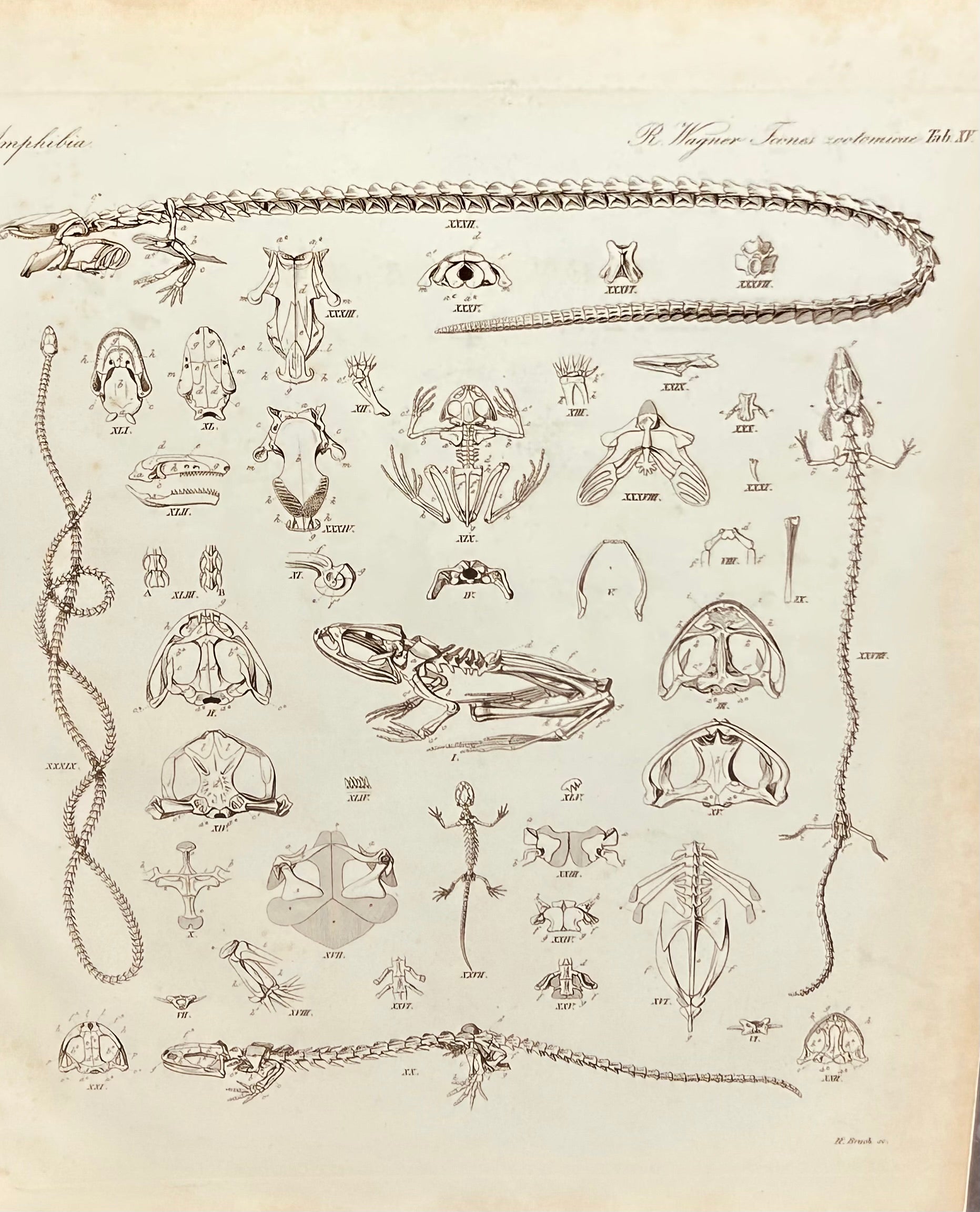 Amphibia Antique Zoology Engraving / 19th Century Anatomy Print by  Wagner Plate XV