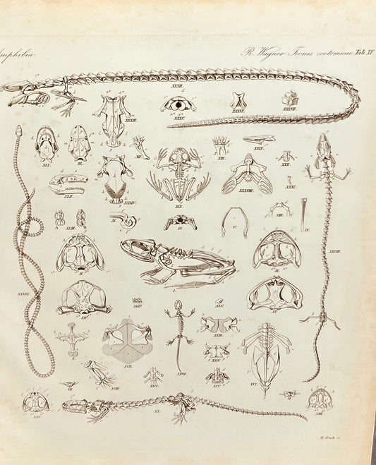 Amphibia Antique Zoology Engraving / 19th Century Anatomy Print by  Wagner Plate XV