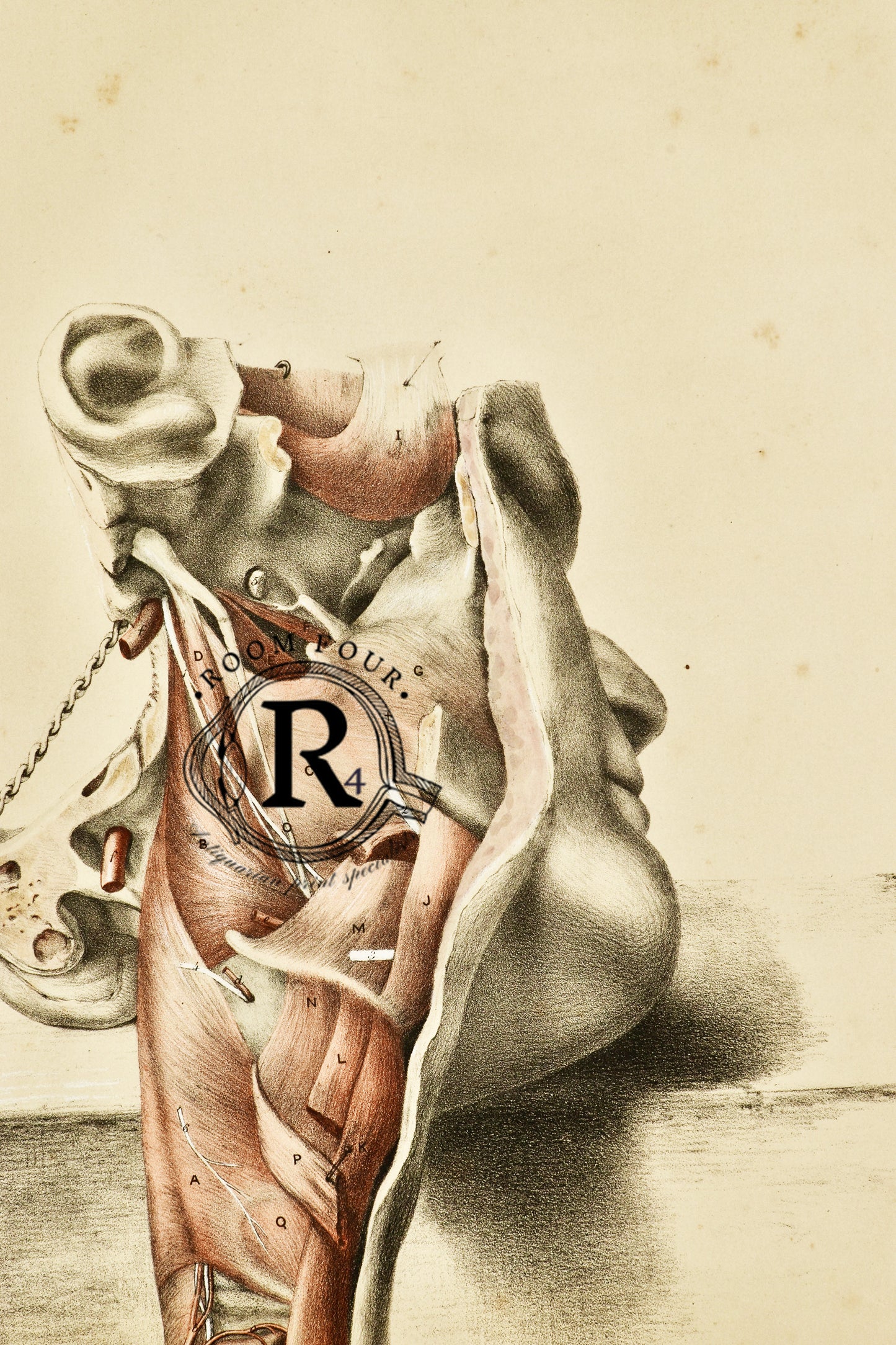 Human Dissection Drawing/Illustration a 29gh Century original hand coloured drawing - medical studies 