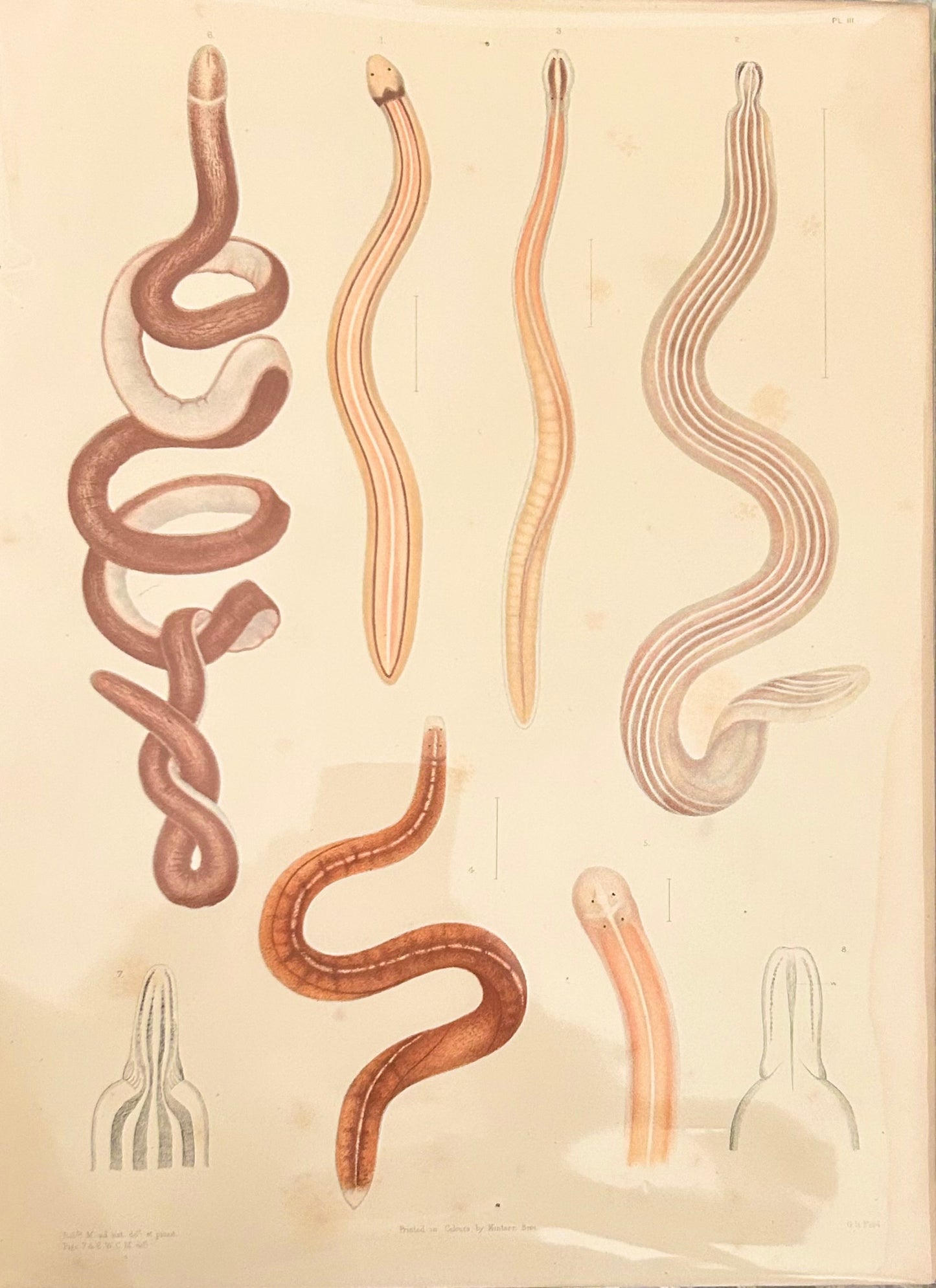 Uncover the quiet elegance of the unseen. This rare scientific illustration—originally published in a 19th-century zoological compendium—captures the diversity of worm-like organisms in exquisite detail. Each form is rendered with anatomical precision, revealing the textures, curves, and segmentation that define these humble yet essential creatures. 