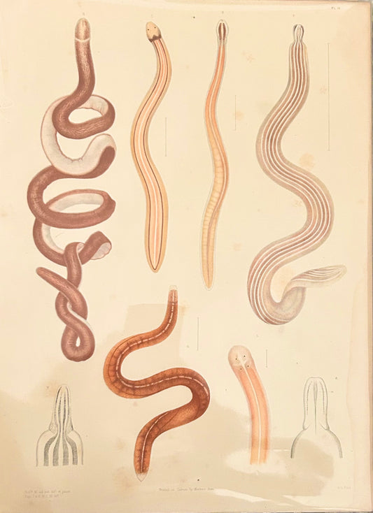 Uncover the quiet elegance of the unseen. This rare scientific illustration—originally published in a 19th-century zoological compendium—captures the diversity of worm-like organisms in exquisite detail. Each form is rendered with anatomical precision, revealing the textures, curves, and segmentation that define these humble yet essential creatures. 