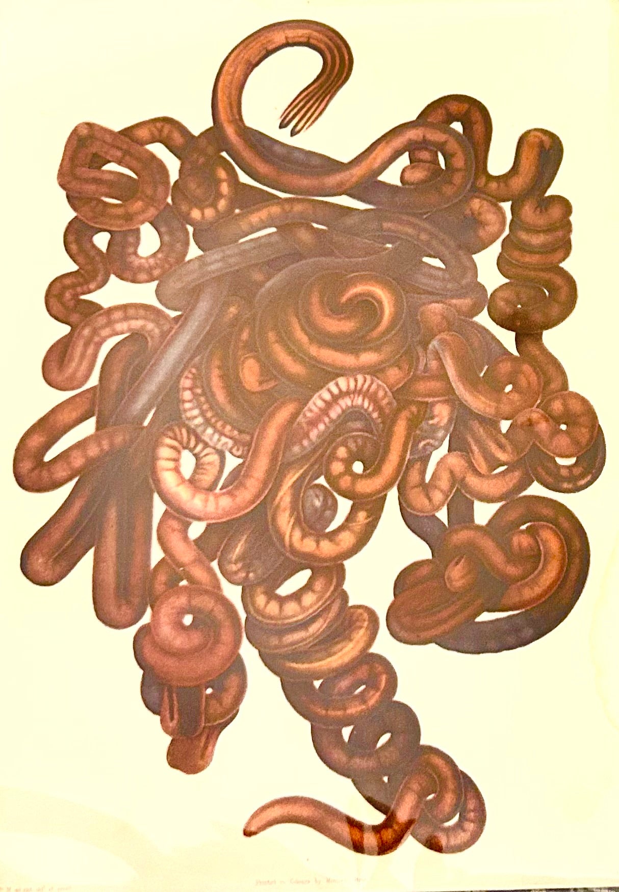 Uncover the quiet elegance of the unseen. This rare scientific illustration—originally published in a 19th-century zoological compendium—captures the diversity of worm-like organisms in exquisite detail. Each form is rendered with anatomical precision, revealing the textures, curves, and segmentation that define these humble yet essential creatures. 